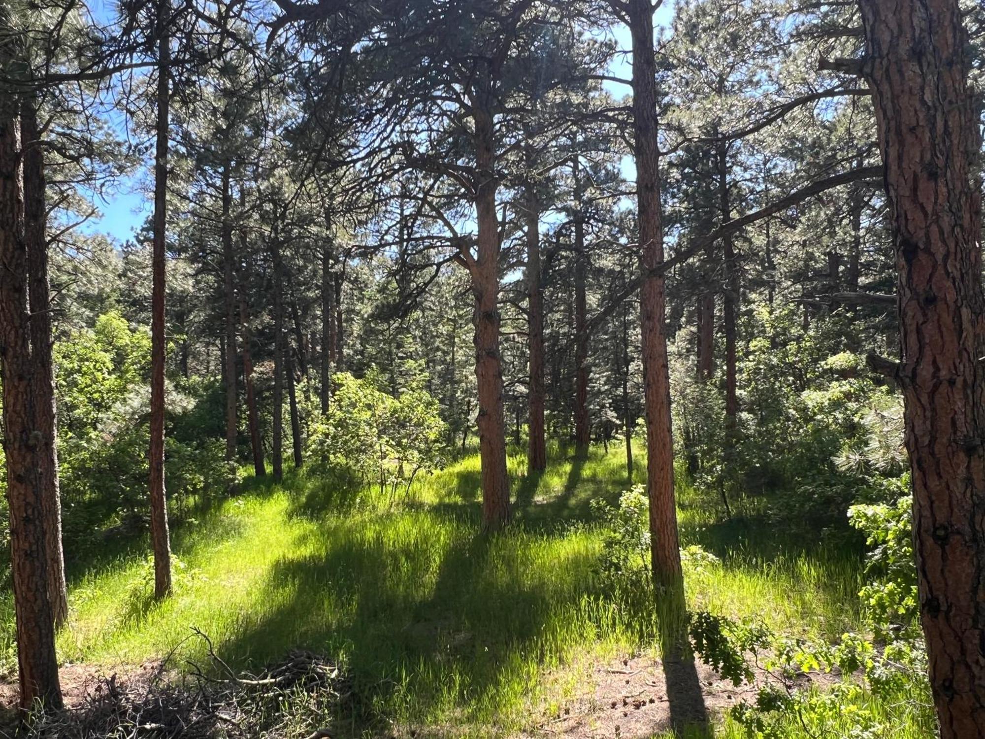 Cozy Cabin On The Creek Colorado City Esterno foto